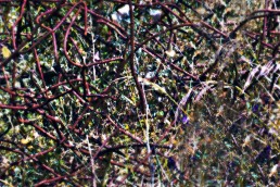 Pollock - Opera di Juna Cappilli Contemporary Art